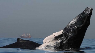 Avistamiento de ballenas